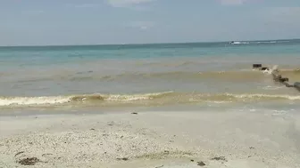 Visitors spot brown, discolored water at some Florida beaches