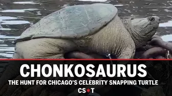 Chonkosaurus: The hunt for Chicago’s celebrity snapping turtle