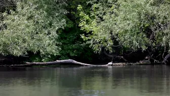 Chonkosaurus: The hunt for Chicago’s celebrity snapping turtle