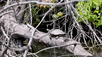 Chonkosaurus: The hunt for Chicago’s celebrity snapping turtle