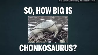 Chonkosaurus: The hunt for Chicago’s celebrity snapping turtle