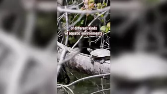 The hunt for #chonkosaurus the #chicago #celebrity snapping #turtle