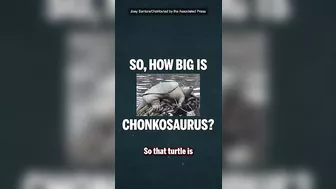 The hunt for #chonkosaurus the #chicago #celebrity snapping #turtle