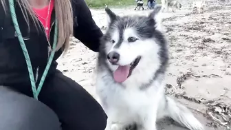 Adorable Little Girl Walks Her Dog On The Beach! (So Cute!!)