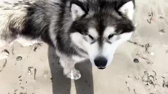 Adorable Little Girl Walks Her Dog On The Beach! (So Cute!!)