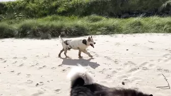 Adorable Little Girl Walks Her Dog On The Beach! (So Cute!!)