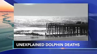 More dead dolphins found along the beach in South Jersey