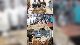 Isliye Tiger ki population badhi ???????????? | #shorts