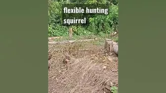 flexible hunting squirrel#shorts