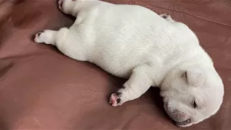 Sleepy Frenchie Dreams: Cutest French Bulldog Puppies Snoozing Compilation ????????