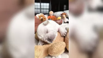 Sleepy Frenchie Dreams: Cutest French Bulldog Puppies Snoozing Compilation ????????