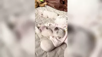 Sleepy Frenchie Dreams: Cutest French Bulldog Puppies Snoozing Compilation ????????