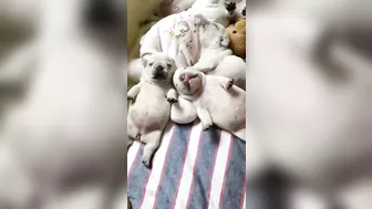 Sleepy Frenchie Dreams: Cutest French Bulldog Puppies Snoozing Compilation ????????