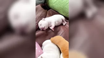 Sleepy Frenchie Dreams: Cutest French Bulldog Puppies Snoozing Compilation ????????