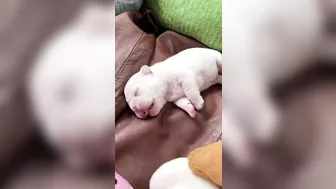 Sleepy Frenchie Dreams: Cutest French Bulldog Puppies Snoozing Compilation ????????