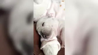 Sleepy Frenchie Dreams: Cutest French Bulldog Puppies Snoozing Compilation ????????