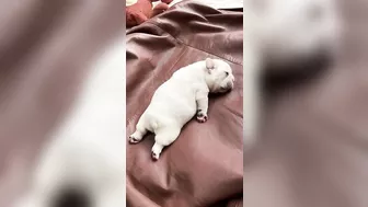 Sleepy Frenchie Dreams: Cutest French Bulldog Puppies Snoozing Compilation ????????