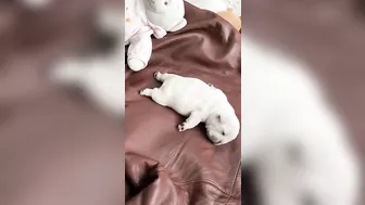 Sleepy Frenchie Dreams: Cutest French Bulldog Puppies Snoozing Compilation ????????