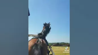 Horse TikTok! ????