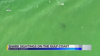 WATCH: Sharks come close to shore in Orange Beach