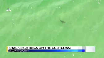 WATCH: Sharks come close to shore in Orange Beach