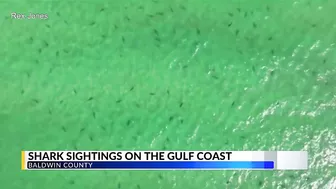 WATCH: Sharks come close to shore in Orange Beach