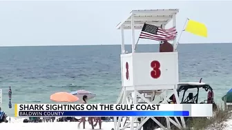 WATCH: Sharks come close to shore in Orange Beach