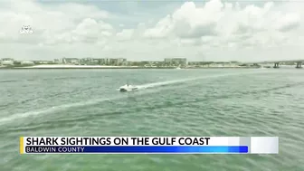 WATCH: Sharks come close to shore in Orange Beach