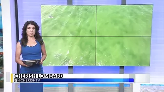 WATCH: Sharks come close to shore in Orange Beach