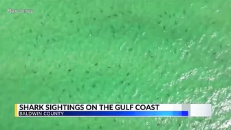 WATCH: Sharks come close to shore in Orange Beach