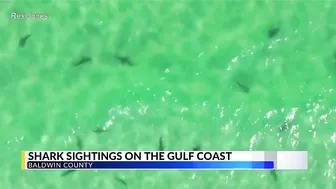 WATCH: Sharks come close to shore in Orange Beach