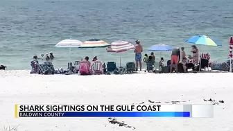 WATCH: Sharks come close to shore in Orange Beach