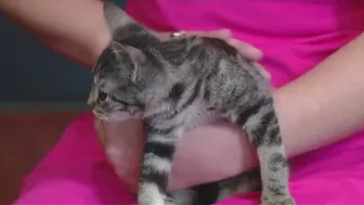 Kitten yoga at Inner Diva Studios | FOX 7 Austin