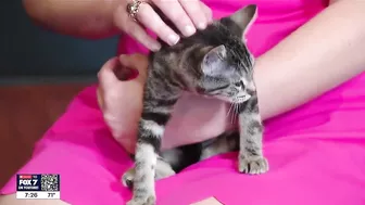 Kitten yoga at Inner Diva Studios | FOX 7 Austin