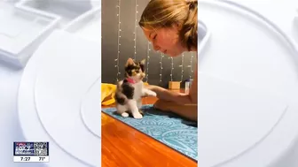 Kitten yoga at Inner Diva Studios | FOX 7 Austin