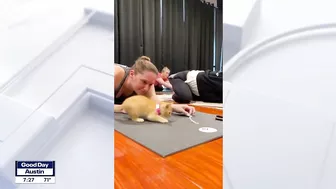 Kitten yoga at Inner Diva Studios | FOX 7 Austin