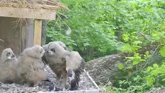 Kassikakk~Hanna flew away Owlets are stretching & doing wing exercises ~10:07 am 2023/06/03