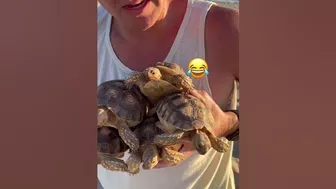 Baby Tortoises Go To Beach ????????️???? #shorts #tortoise