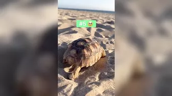 Baby Tortoises Go To Beach ????????️???? #shorts #tortoise