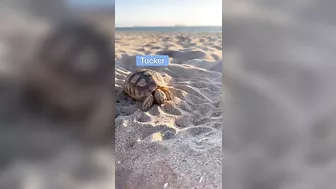 Baby Tortoises Go To Beach ????????️???? #shorts #tortoise