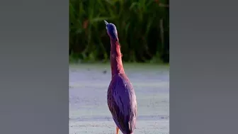 297???? Green Heron - Stretching Its Long Neck To Show Power #wildlife #nature