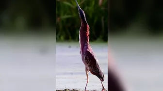 297???? Green Heron - Stretching Its Long Neck To Show Power #wildlife #nature