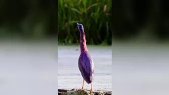 297???? Green Heron - Stretching Its Long Neck To Show Power #wildlife #nature