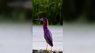 297???? Green Heron - Stretching Its Long Neck To Show Power #wildlife #nature