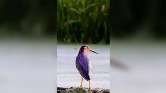 297???? Green Heron - Stretching Its Long Neck To Show Power #wildlife #nature