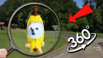 FIND BANANA DOG | Banana Dog Toilet Finding Challenge 360º VR Video