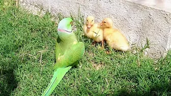 Talking Parrot Greeting Cute Baby Ducklings Compilation | Funny Parrot Video