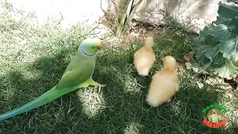 Talking Parrot Greeting Cute Baby Ducklings Compilation | Funny Parrot Video