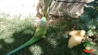 Talking Parrot Greeting Cute Baby Ducklings Compilation | Funny Parrot Video