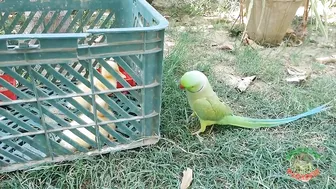 Talking Parrot Greeting Cute Baby Ducklings Compilation | Funny Parrot Video